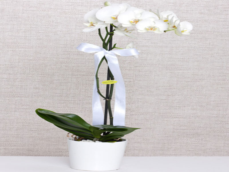 Seramikte Beyaz Orkide