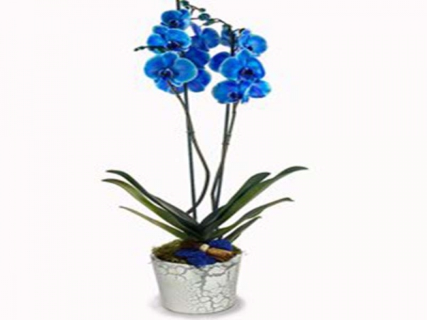 Çift Dal Mavi Orkide